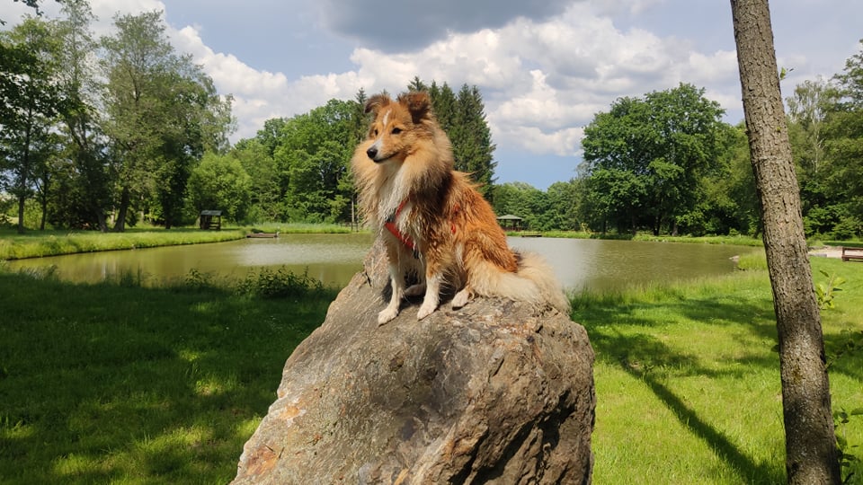 Everlasting Daisy Dancing in the wind